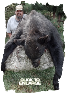 Trophy Bear Hunting in Ontario