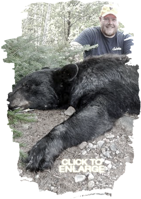 Trophy Black Bear Hunts