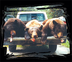 sunset country trophy bear