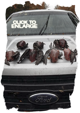 Grouse Hunting in Ontario