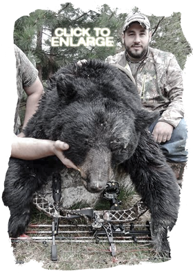 Trophy Bear Hunting in Ontario