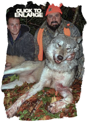 Wolf Hunting in Northwestern Ontario